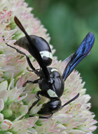 Monobia quadridens